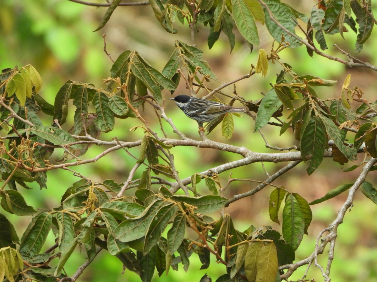 Blackpoll Warbler - Francisco Contreras @francontreras.80