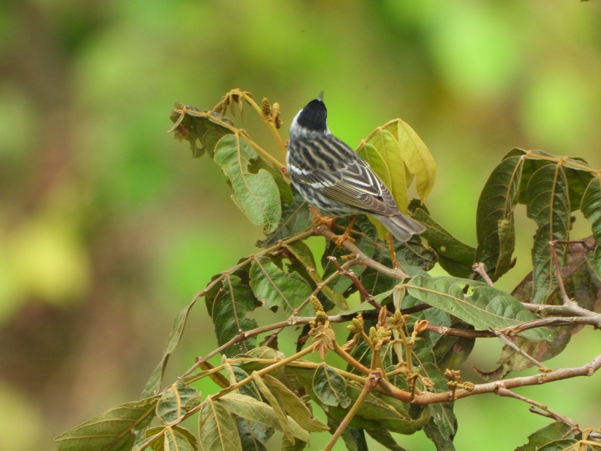 Blackpoll Warbler - Francisco Contreras @francontreras.80