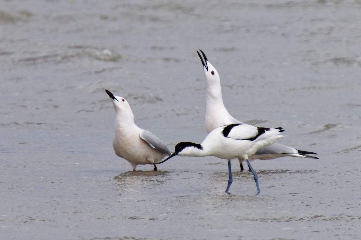 Avocette élégante - ML617509514