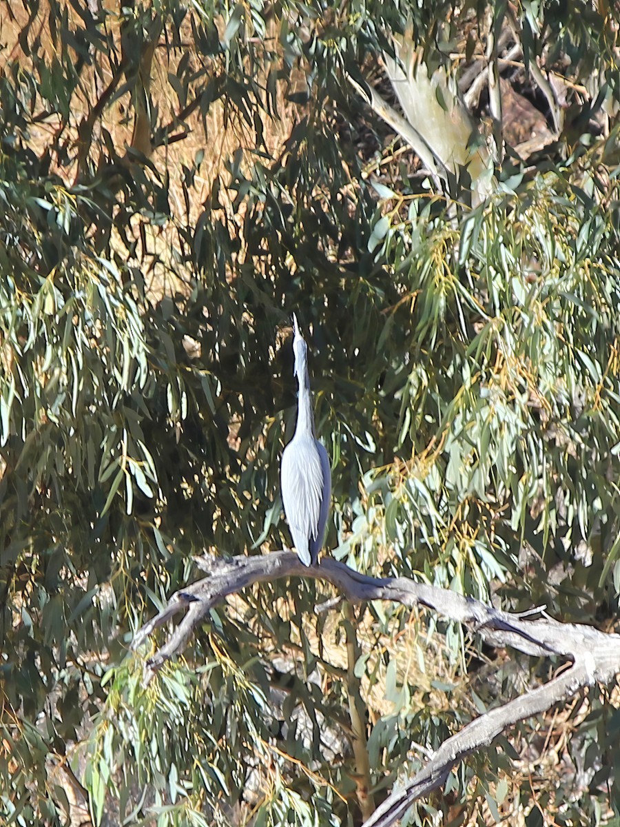 White-faced Heron - ML617509527