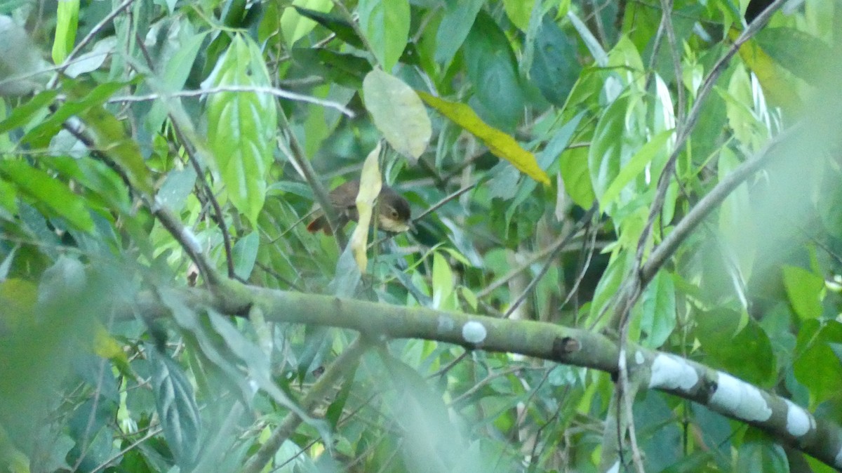 Chiriqui Foliage-gleaner - ML617509546