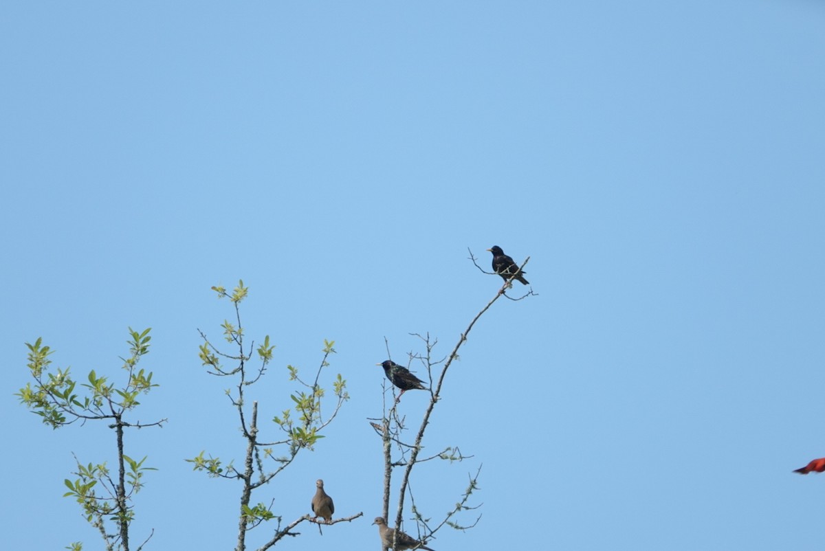 European Starling - deborah grimes