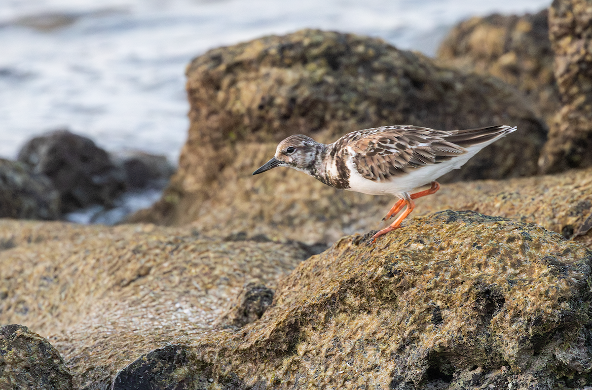 Ruddy Turnstone - ML617509565