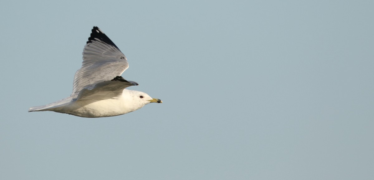 Ring-billed Gull - ML617509609