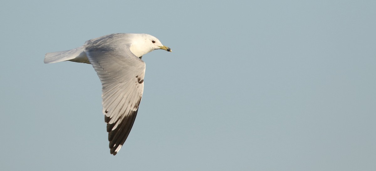 Ring-billed Gull - ML617509610