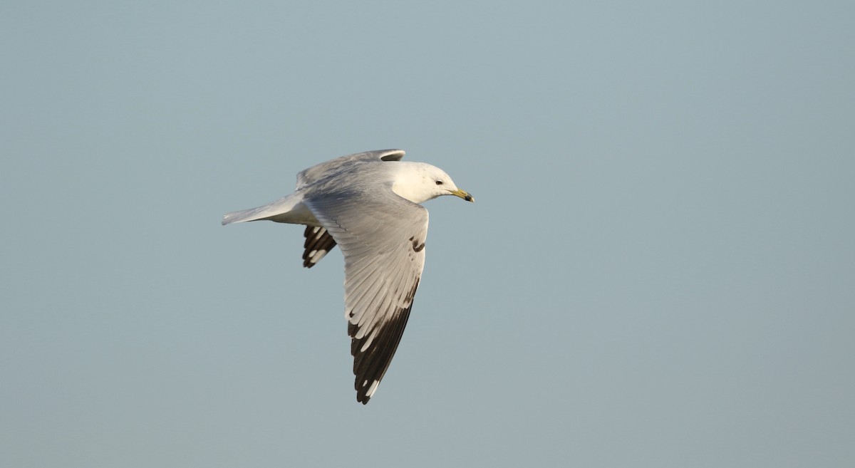 Ring-billed Gull - ML617509611