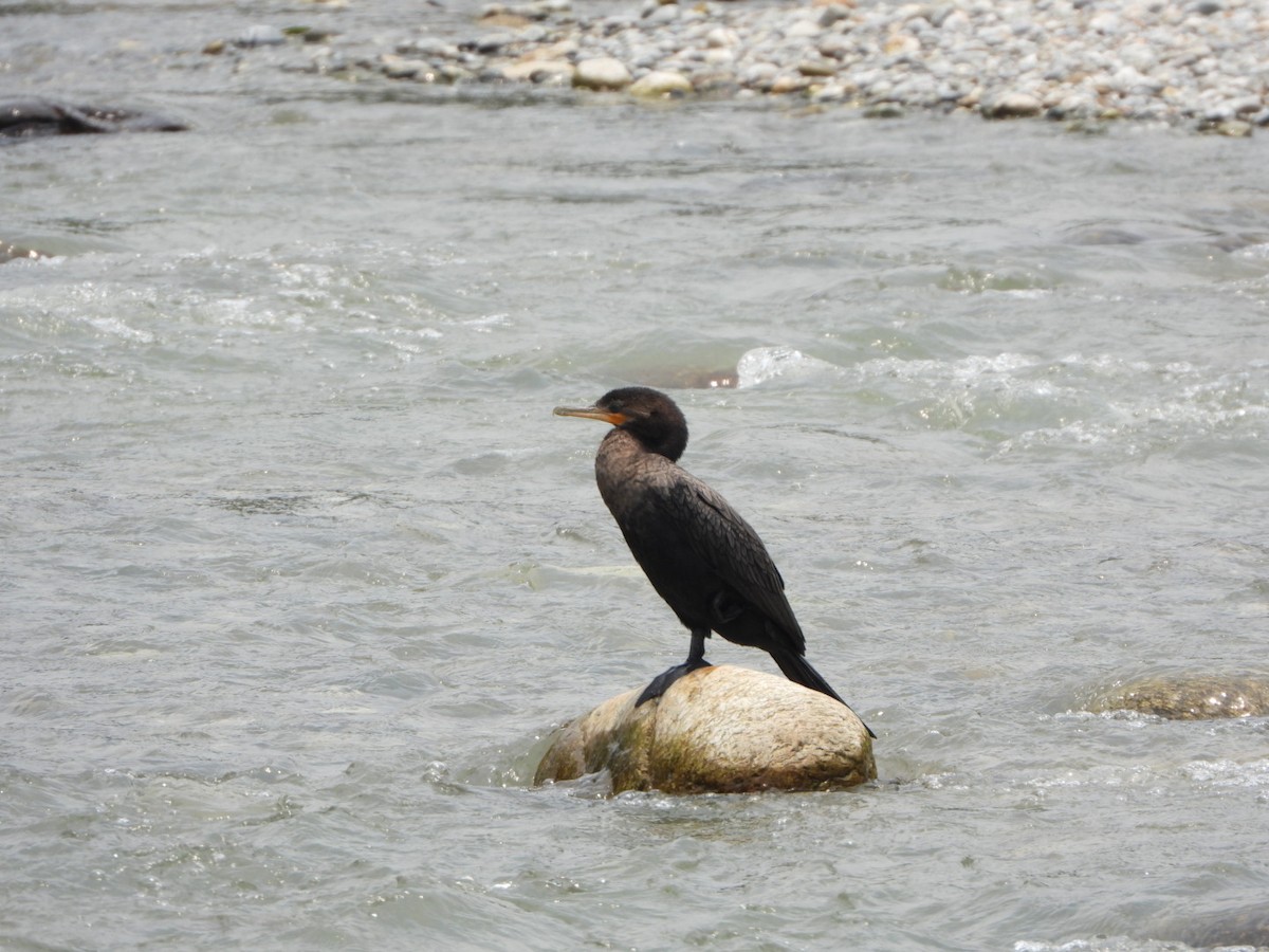Neotropic Cormorant - ML617509612