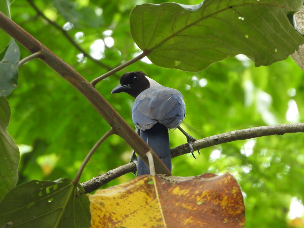 Violaceous Jay - ML617509623