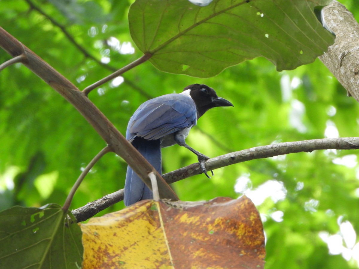 Violaceous Jay - ML617509624