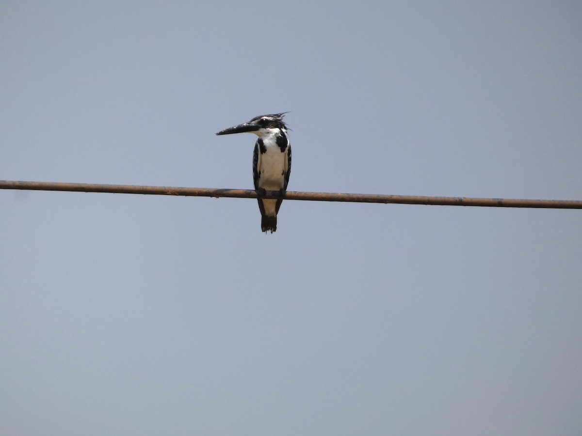 Pied Kingfisher - Mike Tuer