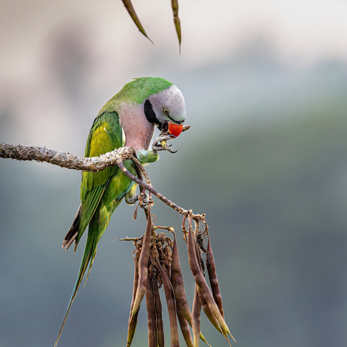 Red-breasted Parakeet - SHAHRIAR MOHAMMAD