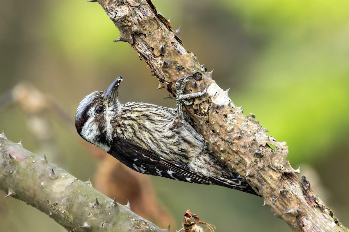 Gray-capped Pygmy Woodpecker - SHAHRIAR MOHAMMAD