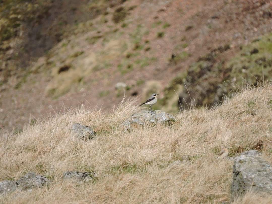 Northern Wheatear - ML617509835