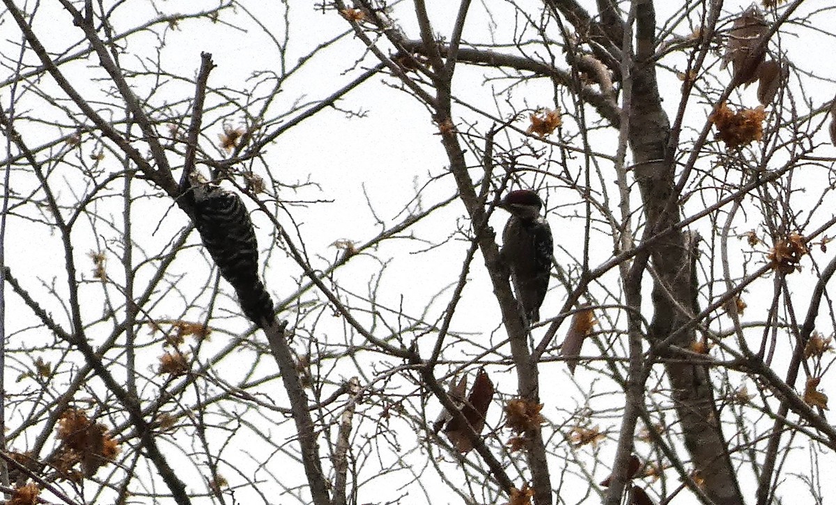 Freckle-breasted Woodpecker - Mike Tuer