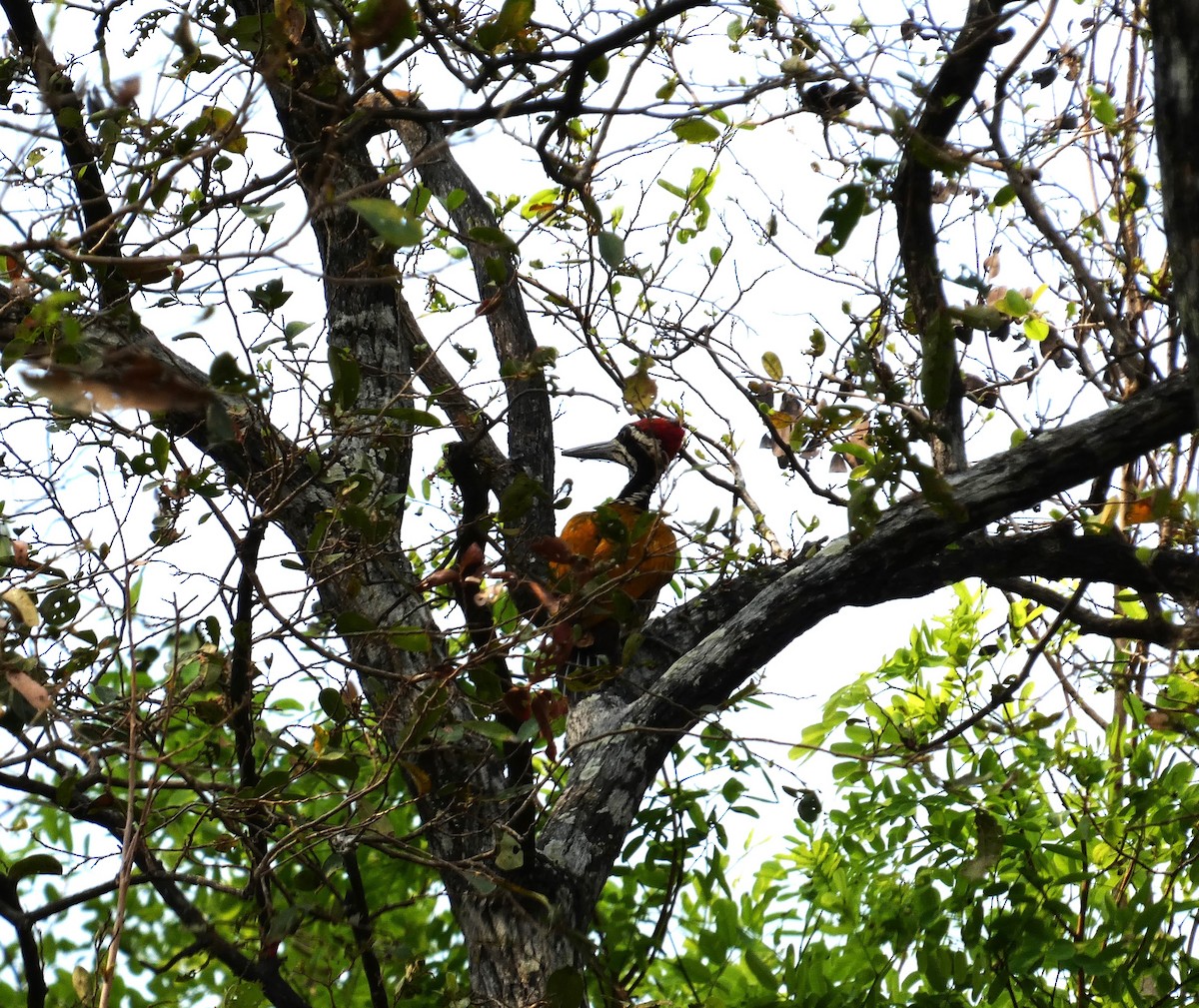 Greater Flameback - Mike Tuer