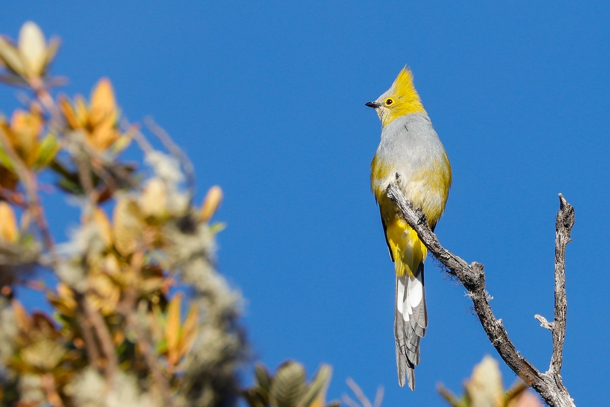 Long-tailed Silky-flycatcher - Manlio Cuevas L.