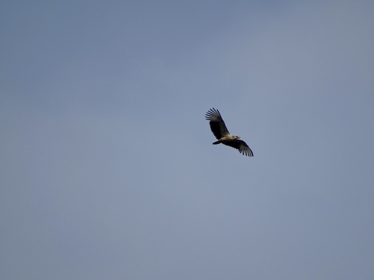 Palm-nut Vulture - ML617509885