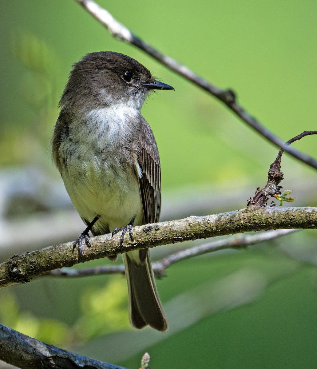 Eastern Phoebe - ML617509891
