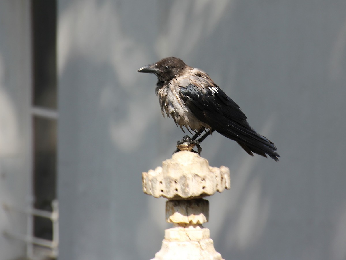 Hooded Crow - ML617509892