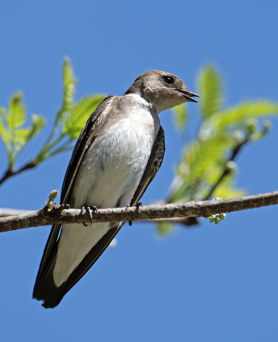 Northern Rough-winged Swallow - ML617509895