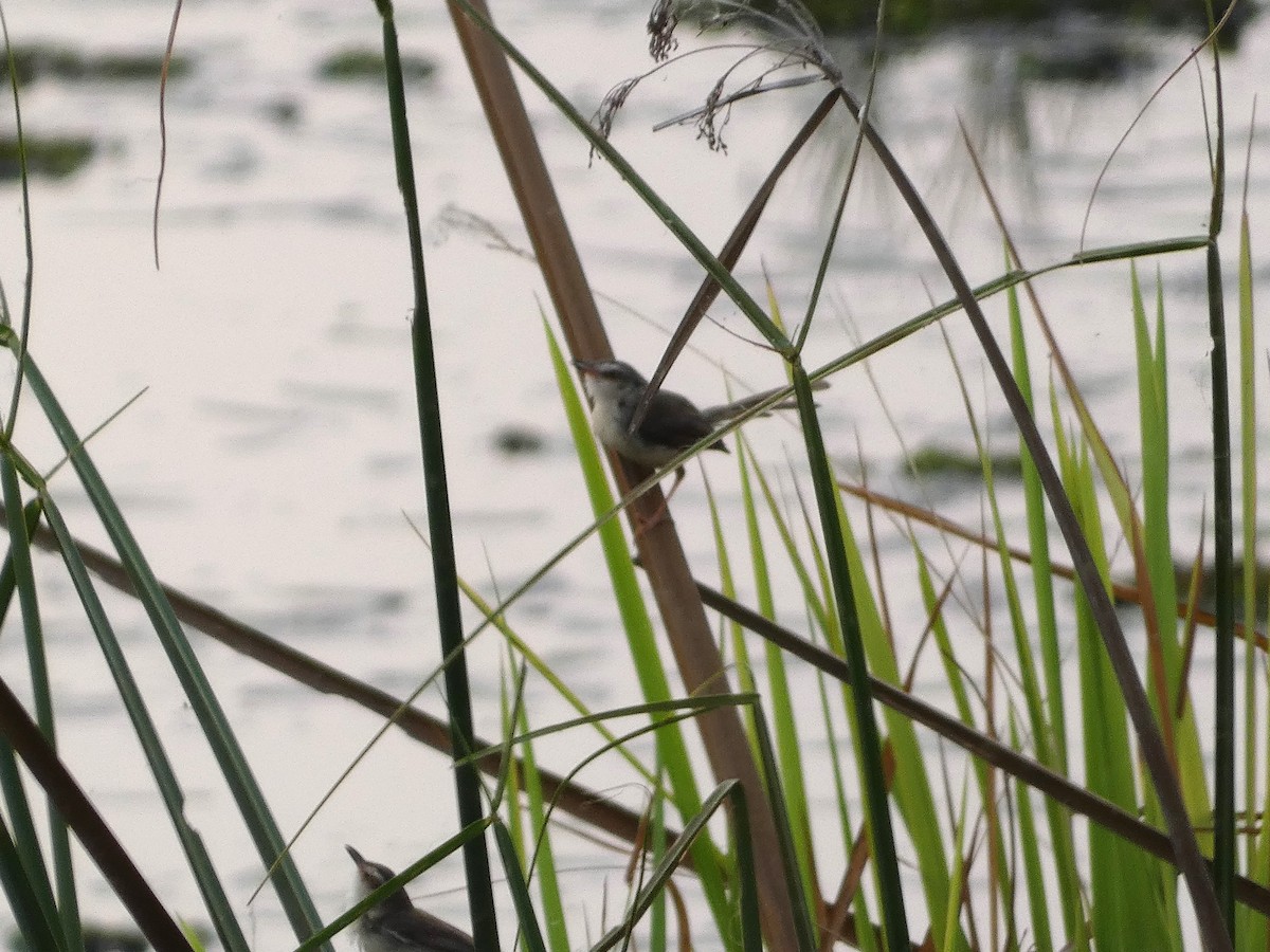 Plain Prinia - Mike Tuer