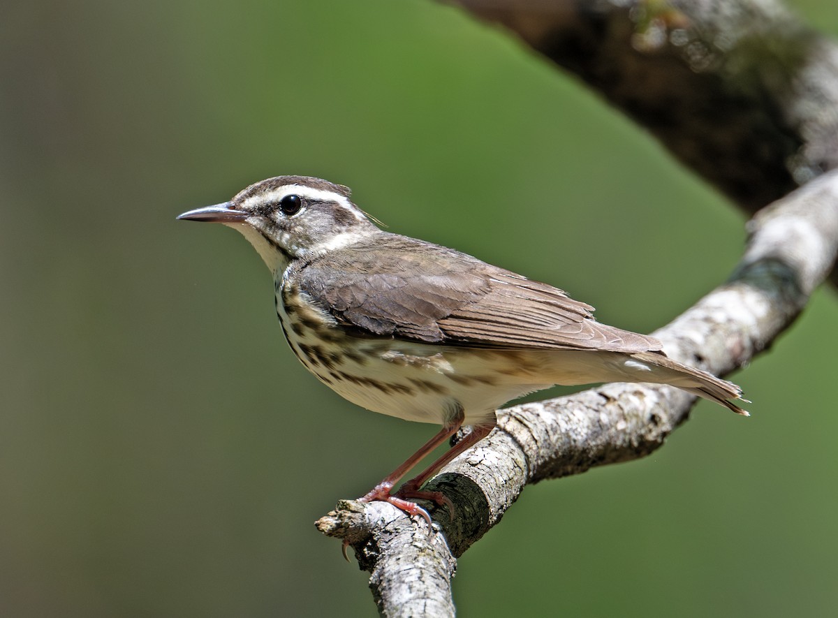 Louisiana Waterthrush - ML617509905