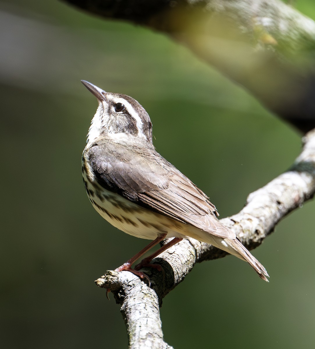 Louisiana Waterthrush - ML617509906