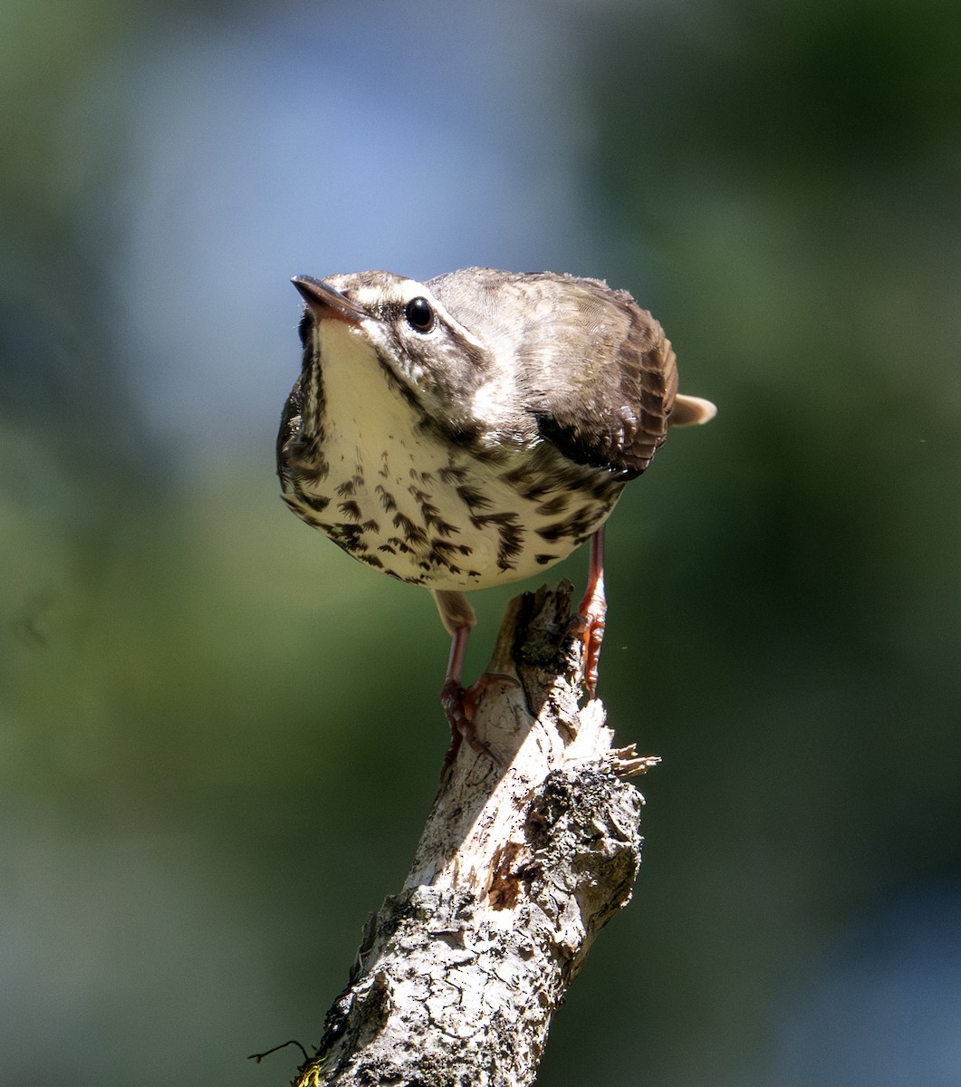 Louisiana Waterthrush - ML617509907