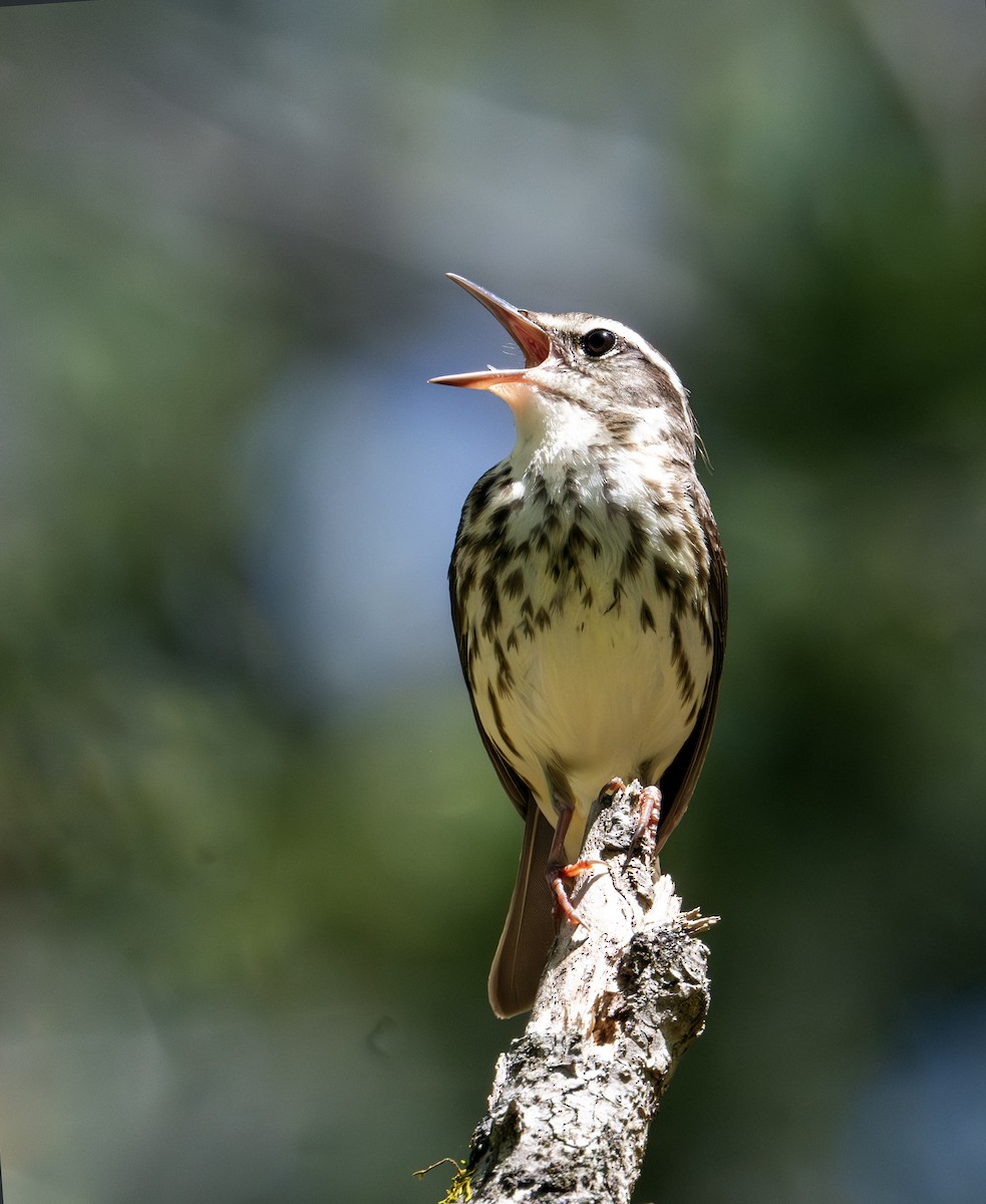 Louisiana Waterthrush - ML617509910
