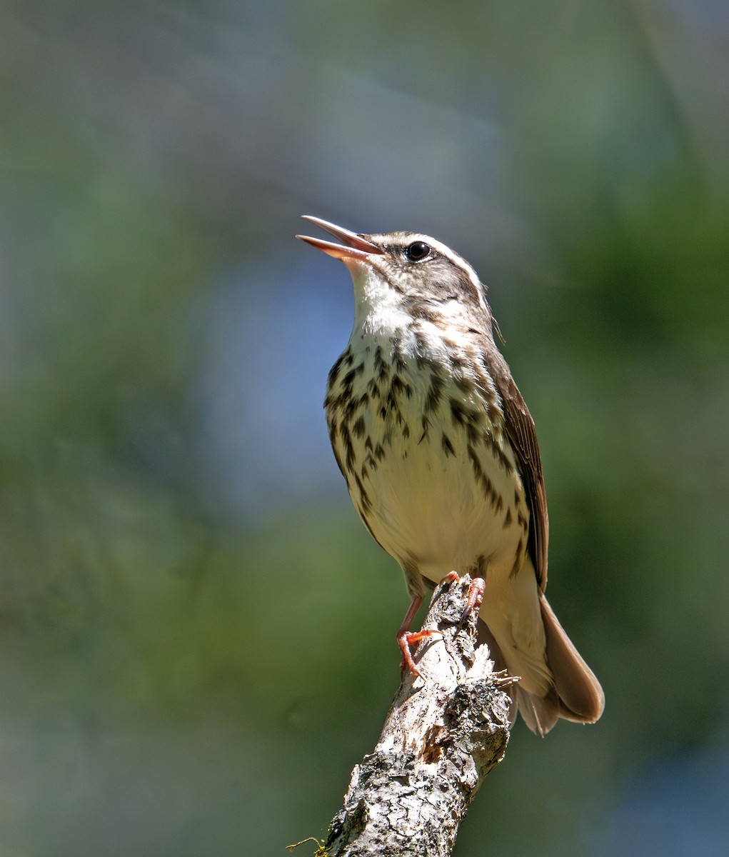 Louisiana Waterthrush - ML617509911
