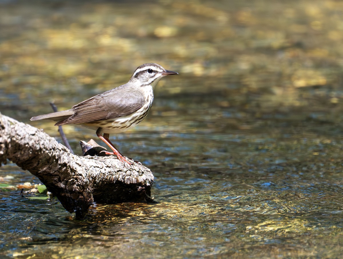 Louisiana Waterthrush - ML617509912