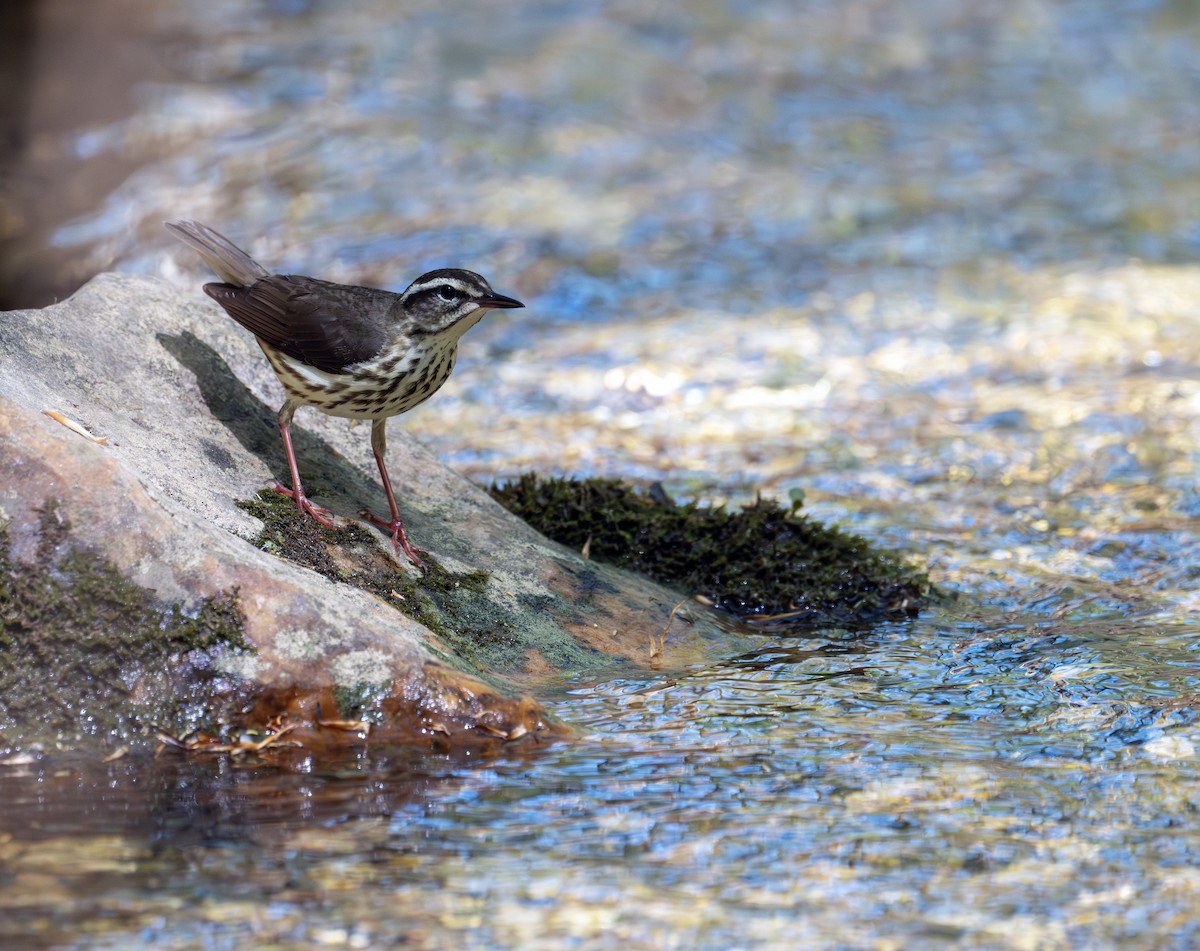 Louisiana Waterthrush - ML617509915