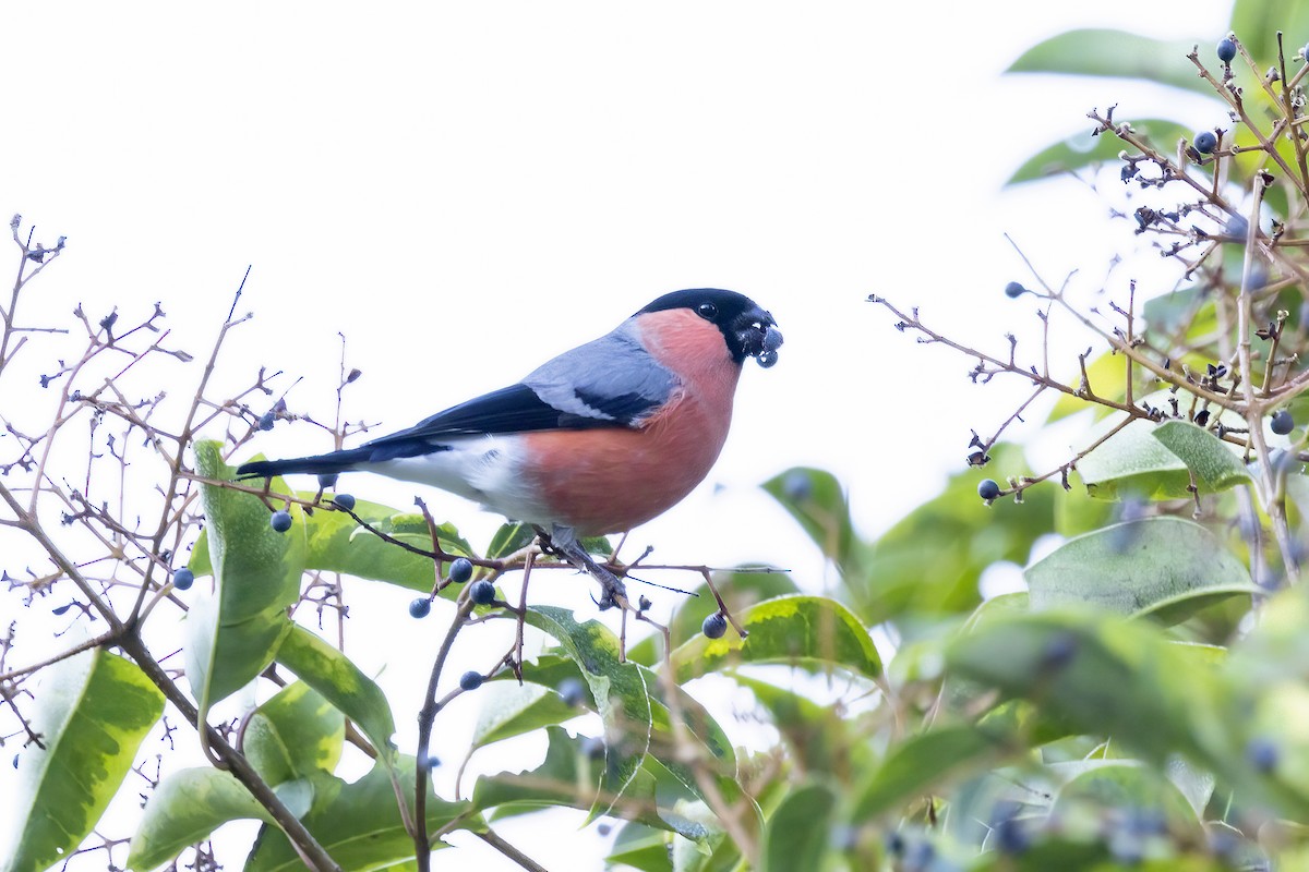 Eurasian Bullfinch - ML617509930