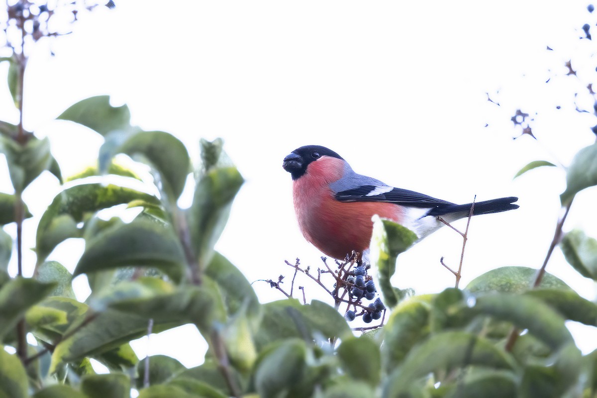 Eurasian Bullfinch - ML617509932