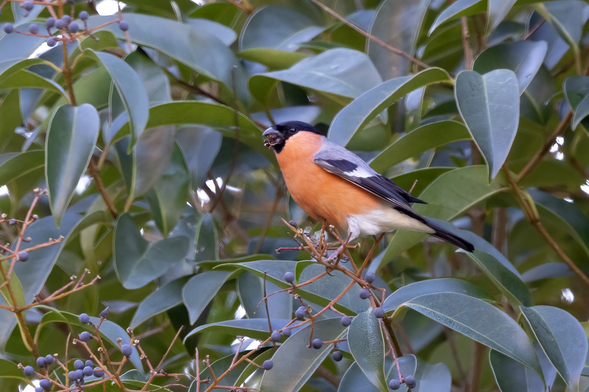 Eurasian Bullfinch - ML617509934