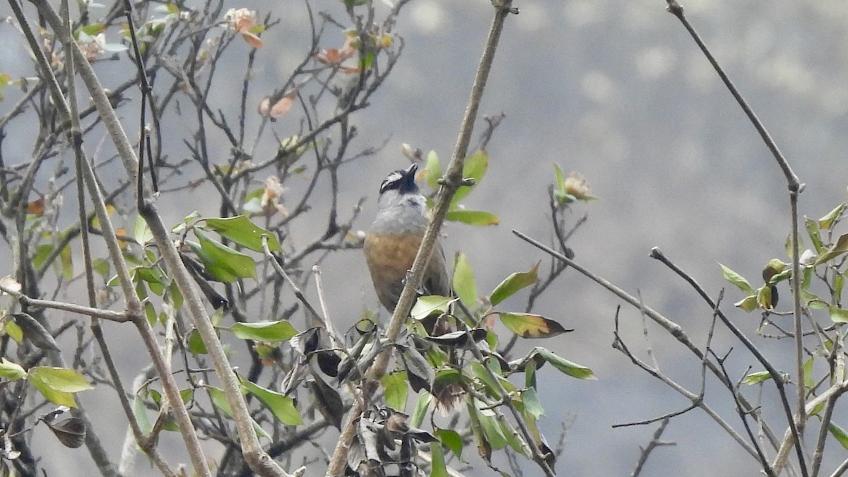 Banasura Laughingthrush - ML617509963