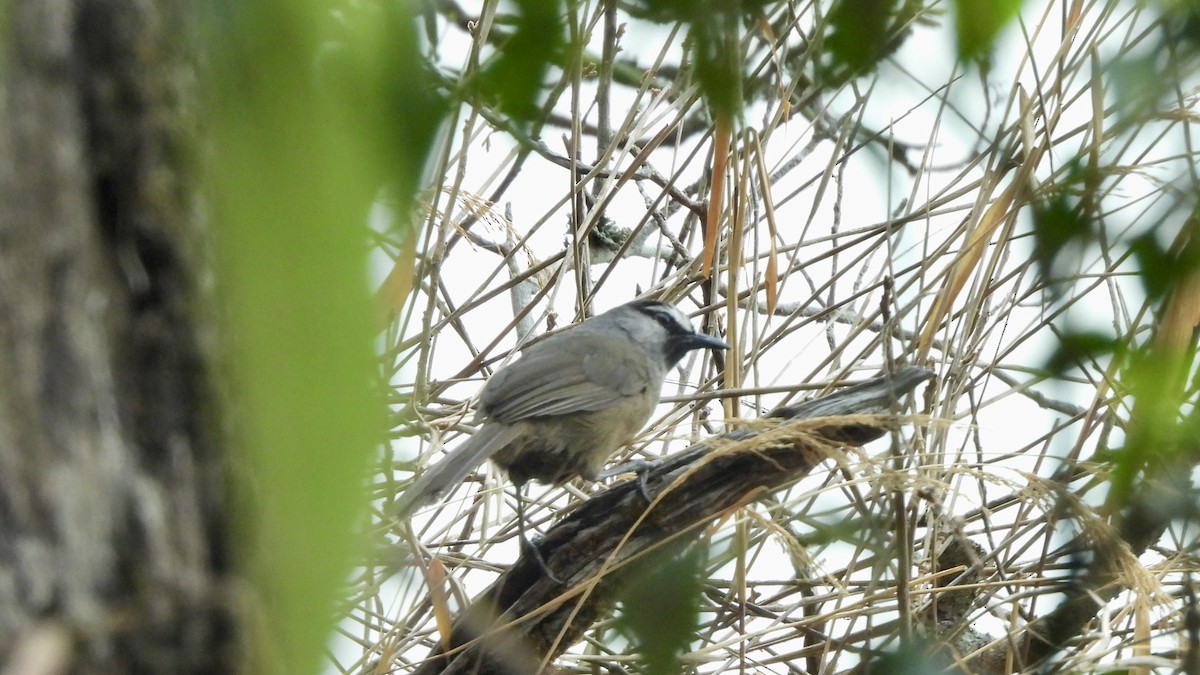 Banasura Laughingthrush - ML617509965