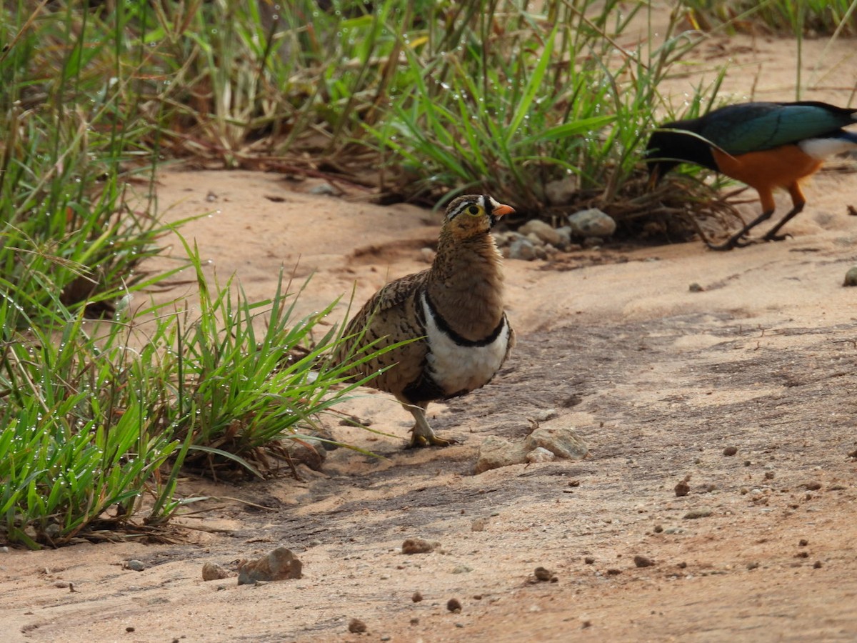 Black-faced Sandgrouse - ML617509966