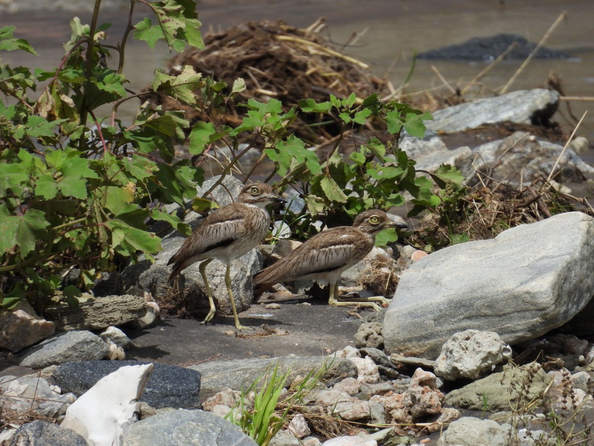 Water Thick-knee - ML617509971