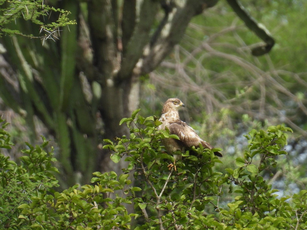 European Honey-buzzard - ML617509977