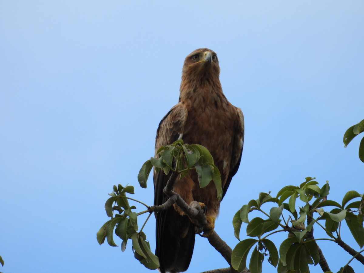 Tawny Eagle - ML617509979