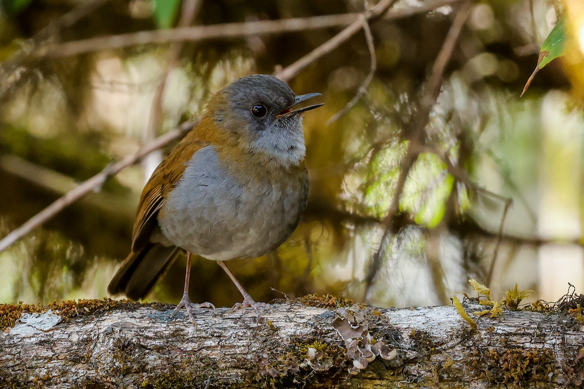 Black-billed Nightingale-Thrush - Manlio Cuevas L.