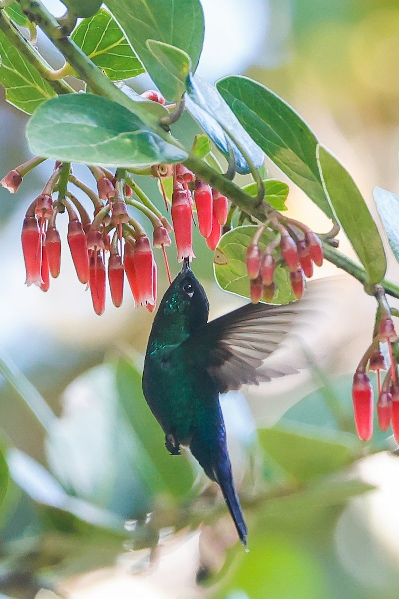 Fiery-throated Hummingbird - ML617509988