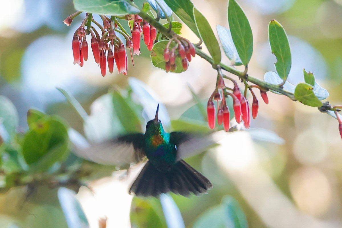 Fiery-throated Hummingbird - Manlio Cuevas L.