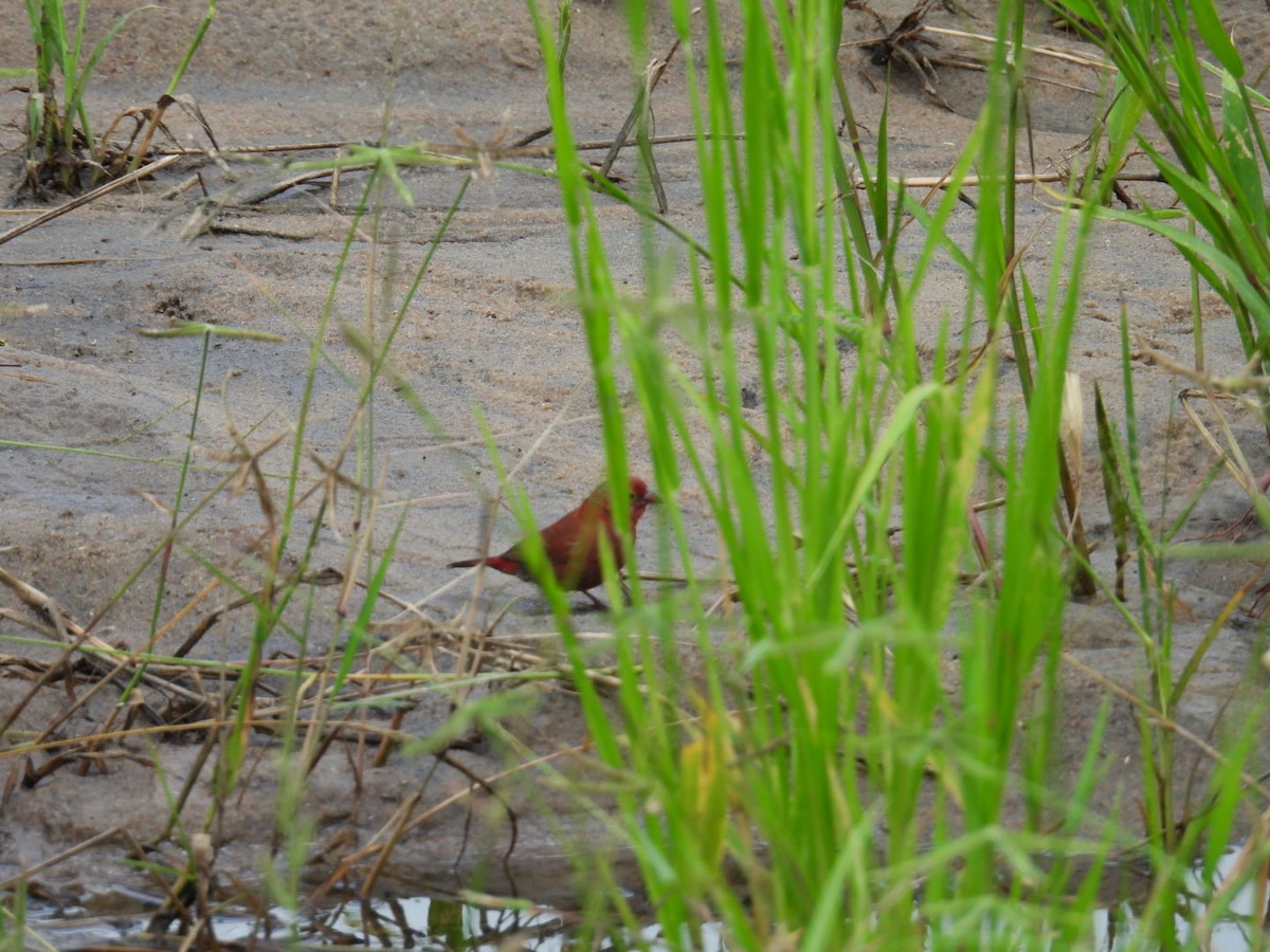 Red-billed Firefinch - ML617509994