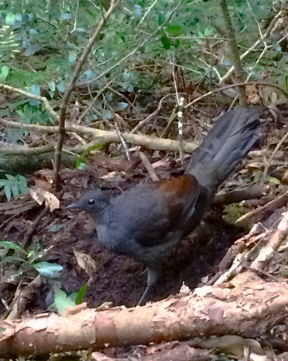 Superb Lyrebird - Heather Williams