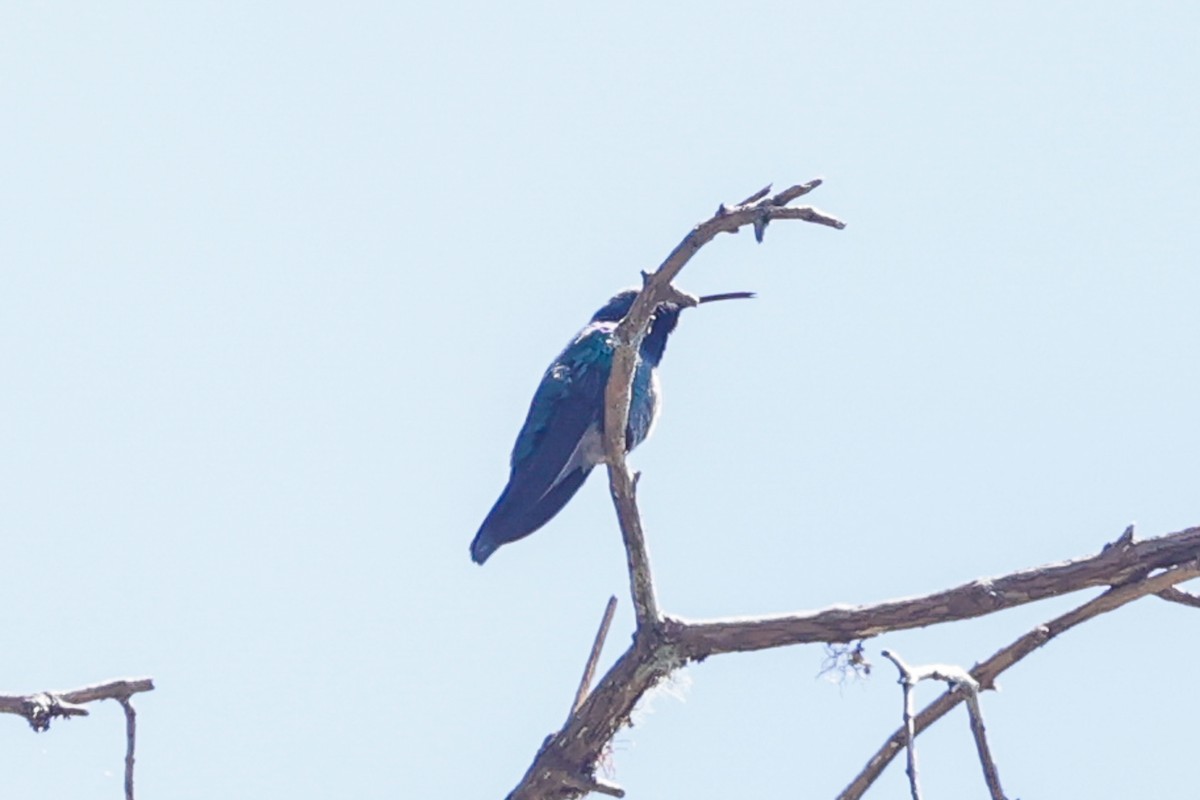 kolibřík kostarický - ML617510021