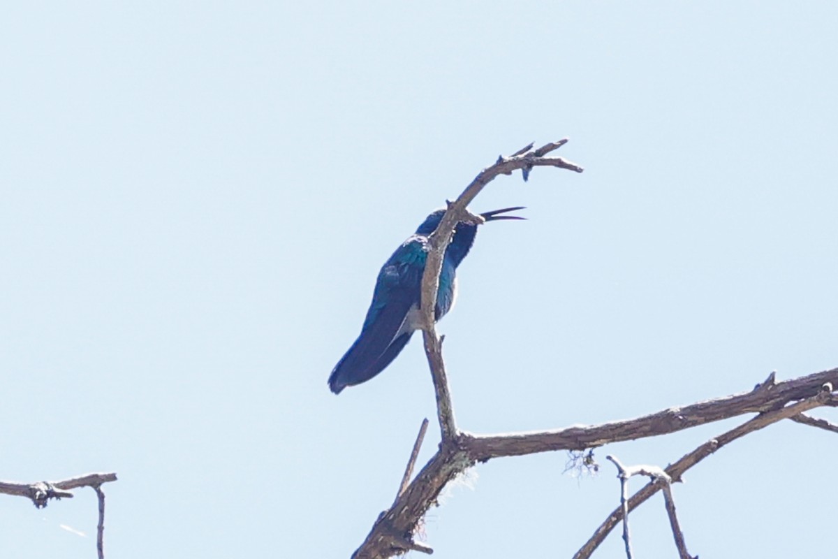 Black-bellied Hummingbird - Manlio Cuevas L.