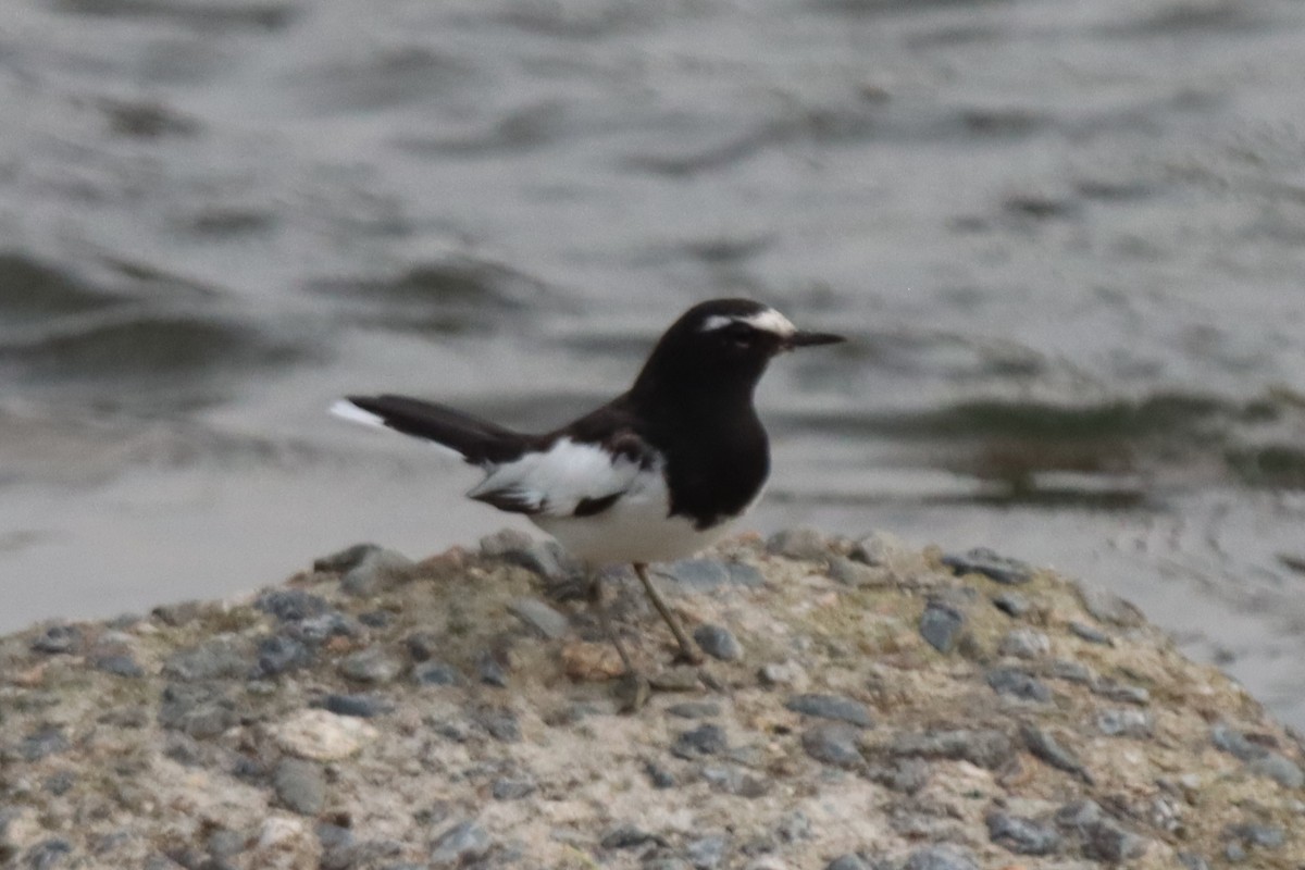 Japanese Wagtail - ML617510035