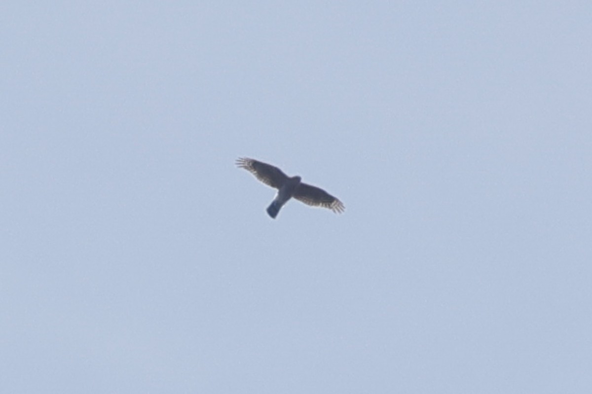 Broad-winged Hawk - Manlio Cuevas L.